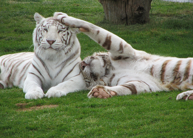 två vita tigrar